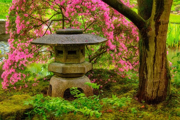 Stone lantern in Japanese garden with blooming flowers