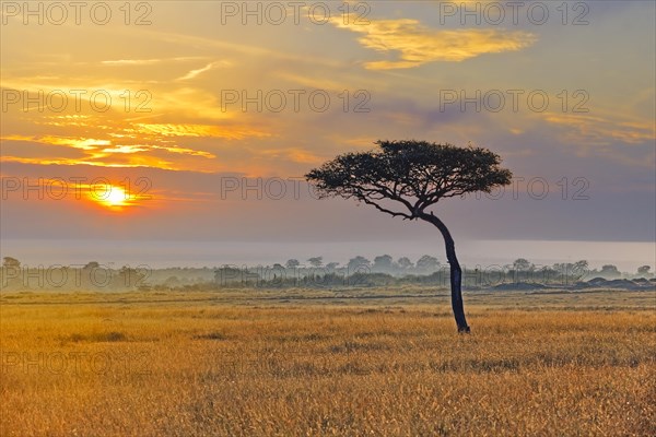 umbrella acacia