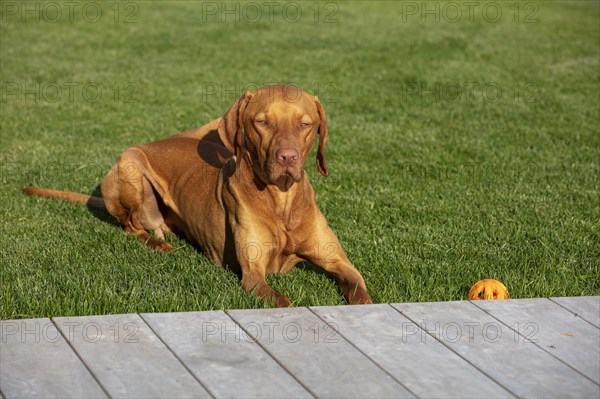 Young Vizsla male