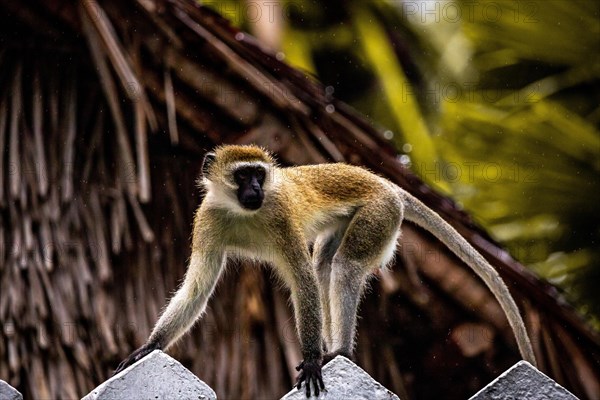 Vervet monkey