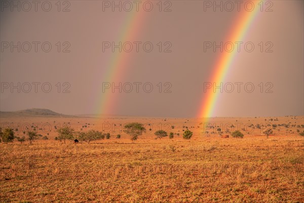 Landscape shot in the vast savannah with two rainbows and a bouquet of birds in the evening