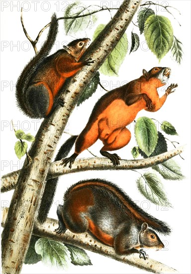 Red-bellied squirrel