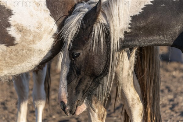 Portrait of a black and white Irish cob horse in springtime. Alsace