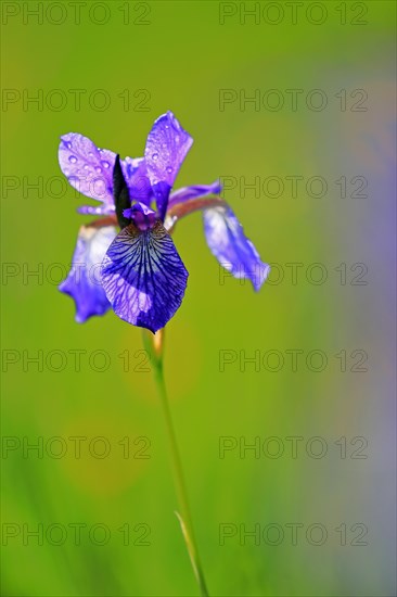 Siberian iris