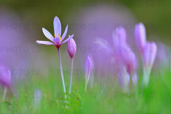 Autumn crocus