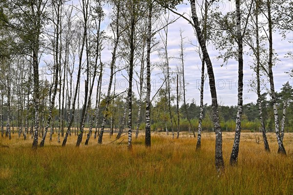 Warty birch