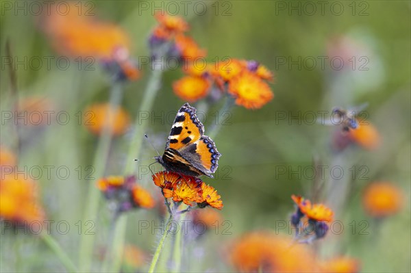 Small tortoiseshell