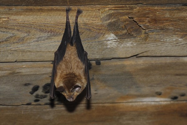 Lesser horseshoe bat