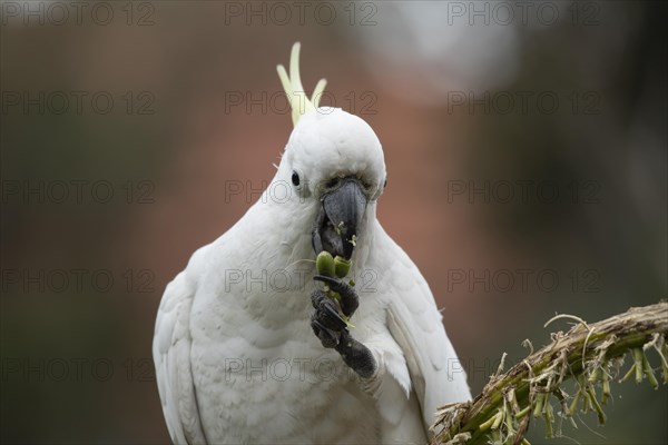 Sulphur-crested cockatoo