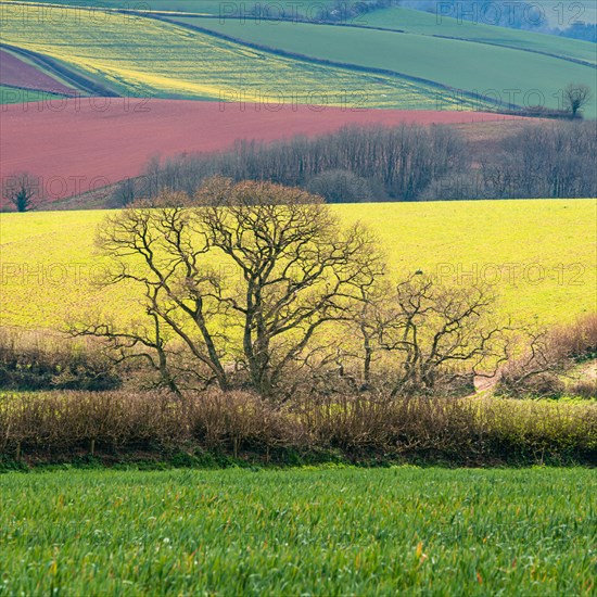 Fields and Meadows over English Village