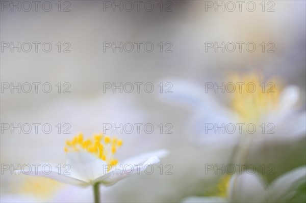 Wood anemone