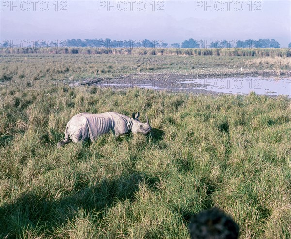 Great Indian one horned Rhinoceros