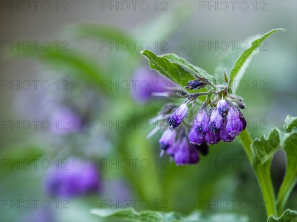 Comfrey