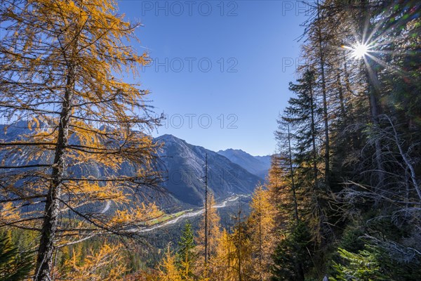 Larch forest in autumn