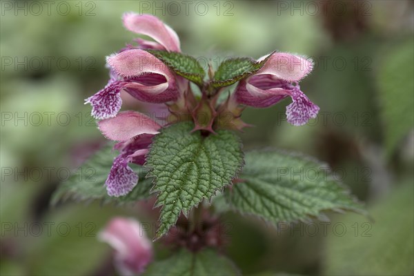 Flowers of the nettle king