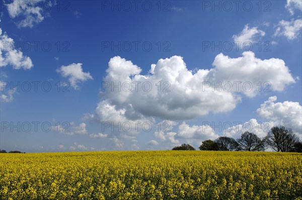 Flowering rape