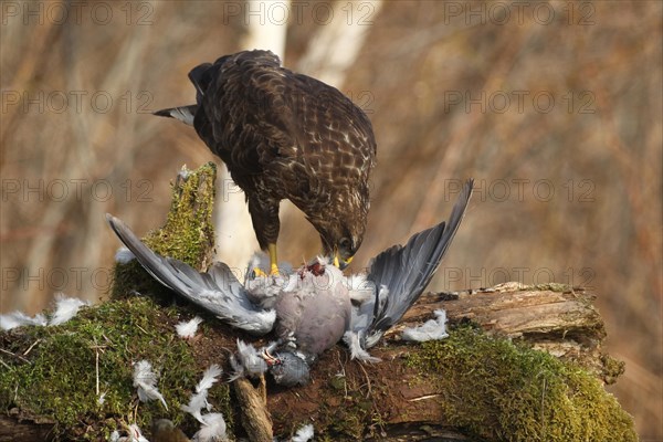 Buzzard