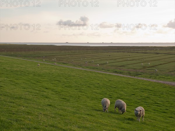 Salt marshes