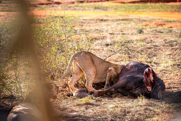 Several young female lions