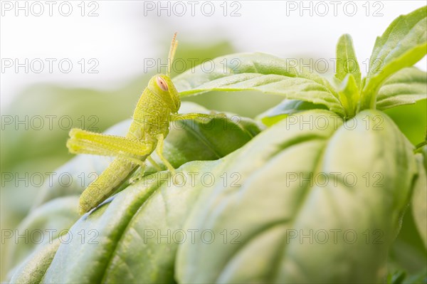 Small green grasshopper close-up resting on basil leaves