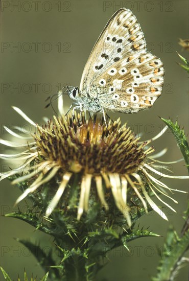 Common blue butterfly