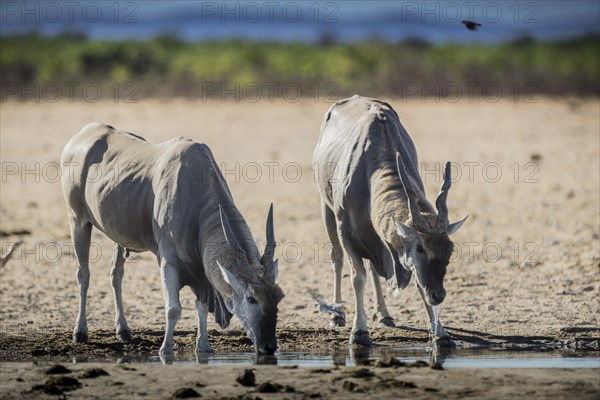 Common eland