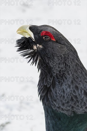 Western capercaillie