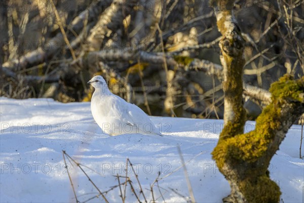 Rock Ptarmigan