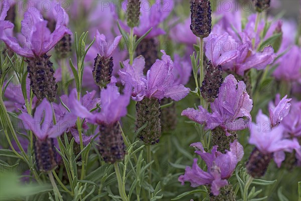 Flowering lavender