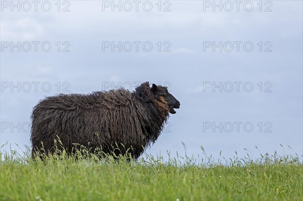 Norwegian sheep on the dike