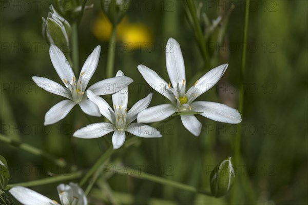 Star-of-bethlehem