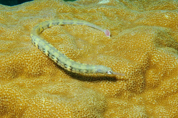 Scorpion fish