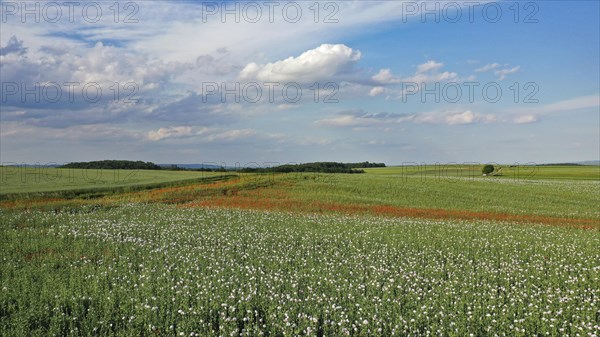 Field with Waldviertel grey poppy