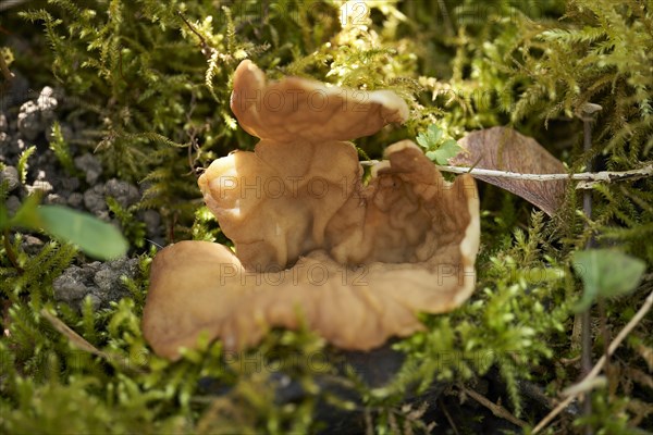 Adventitious morel cupling