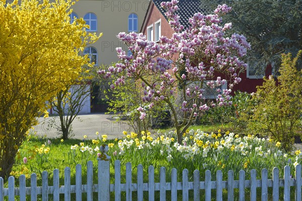 Magnolien bluehend im Garten Magnolienbaum bluehend im Garten mit Narzissen und Forsythien