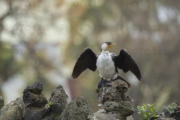 Little pied cormorant