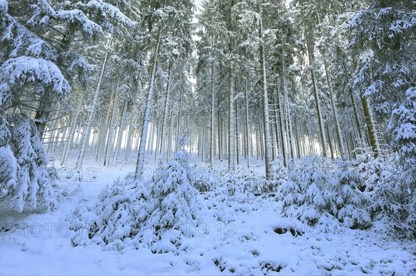 Snow-covered spruce forest