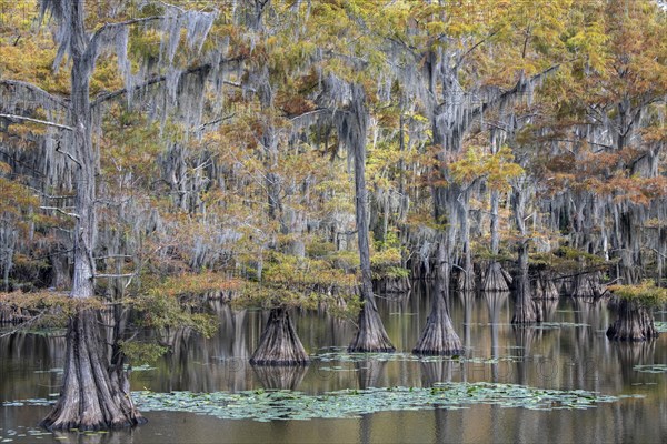 Bald cypresses