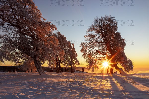 People enjoying the sunset under wind beech trees