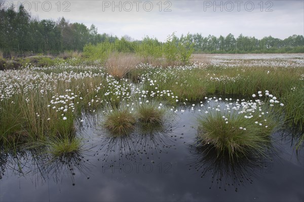 Hare's-tail cottongrass