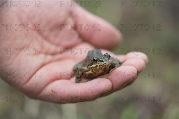 Grasfrosch