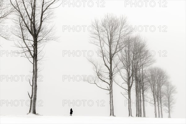 Einsame Frau laeuft in winterlicher Baum Allee