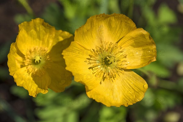 Yellow Iceland poppy