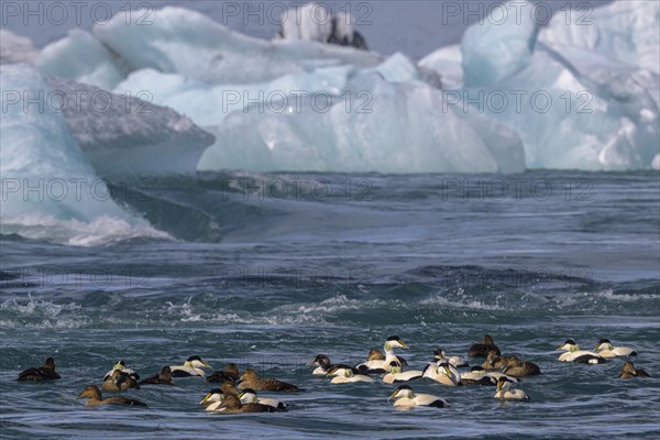 Common eider