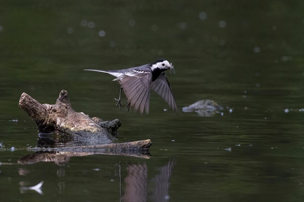 Pied Wagtail