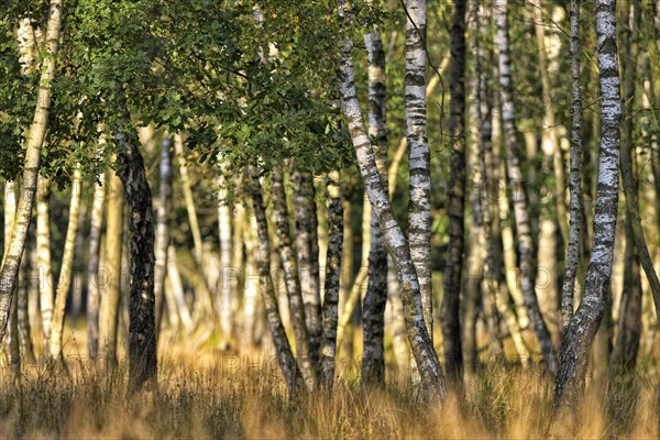 Warty birch