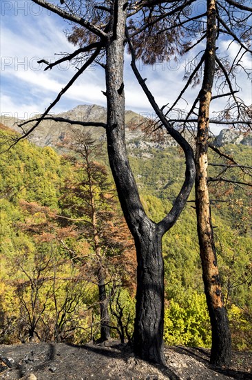 Burnt trees in the Ligurian Mountains near Triora