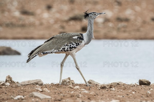 Kori bustard