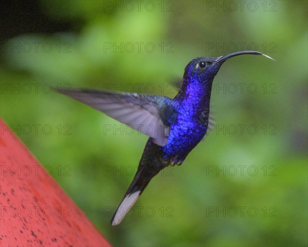 Violet sabrewing