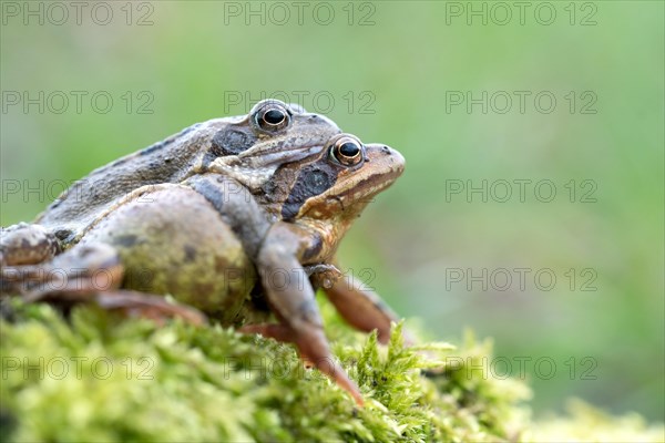 Grasfrosch